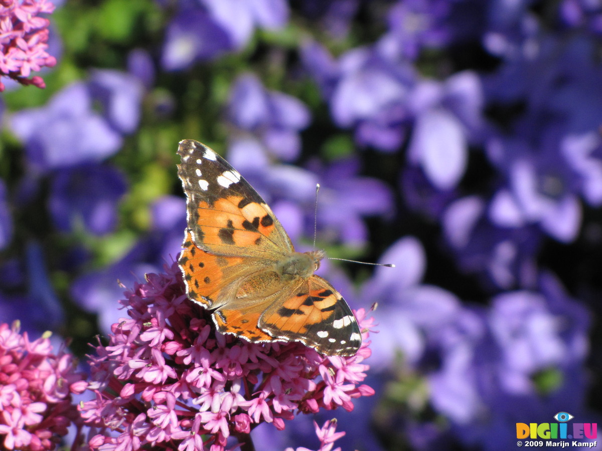 cynthia butterfly