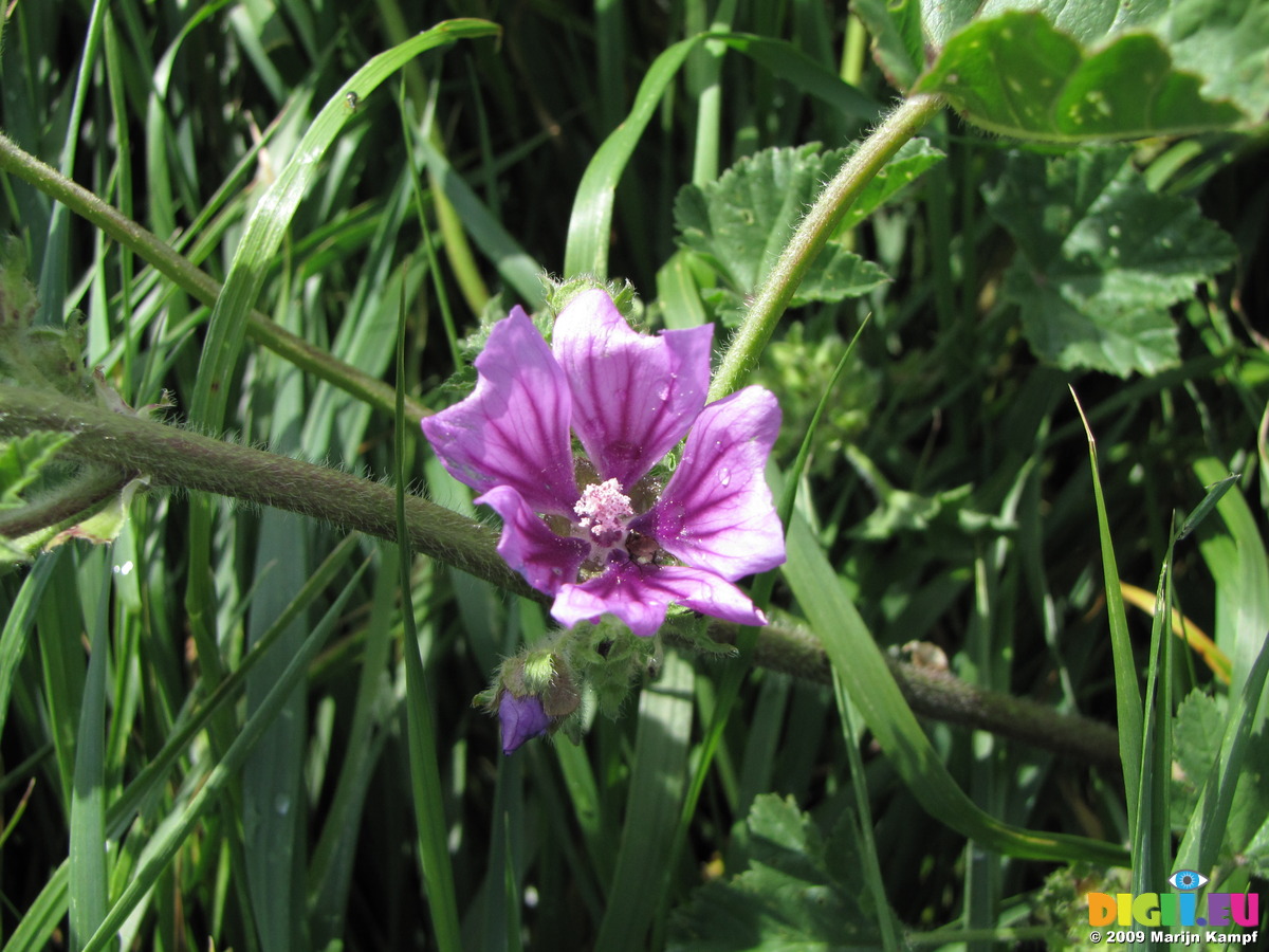 common mallow flower