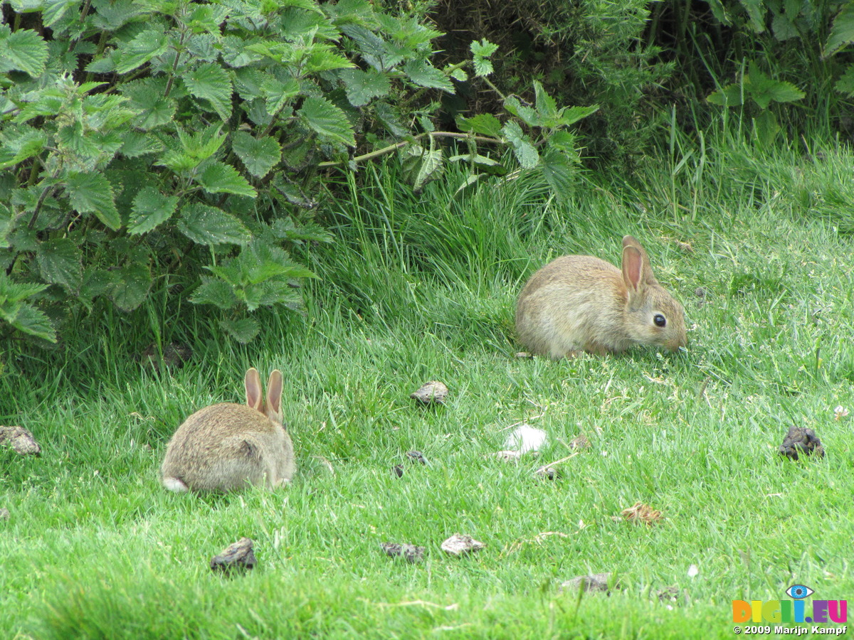 wild rabbit