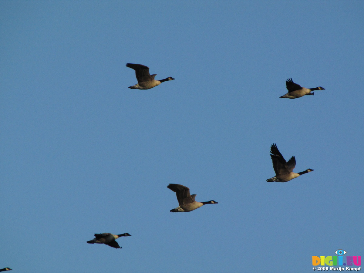 flying v geese