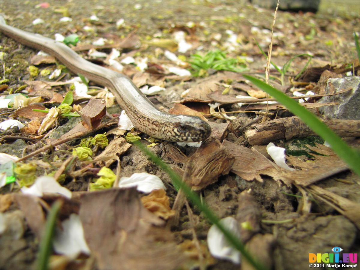 Slow Worm