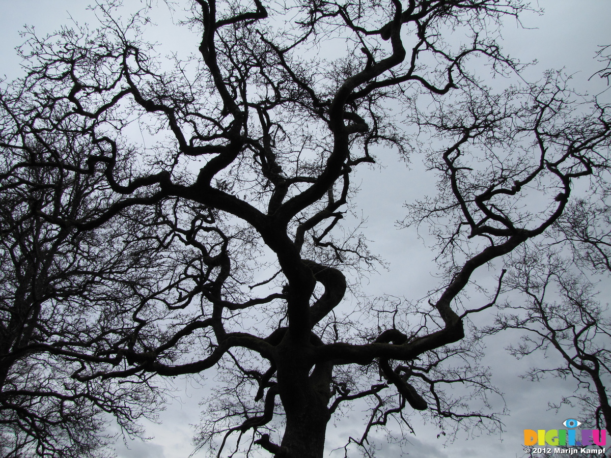 Branches Silhouette