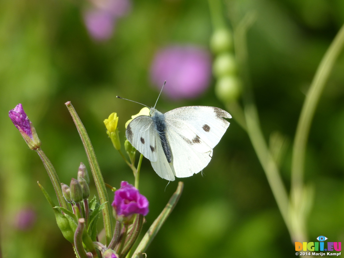 Picture FZ006951 Small white butterfly (Pieris rapae) on flower ...