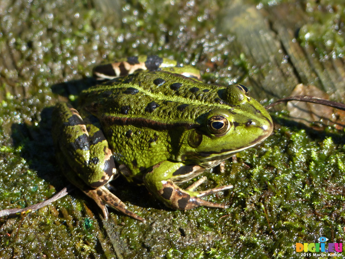 Picture FZ019892 Marsh frog (Pelophylax ridibundus) | 20150829 Frogs on ...