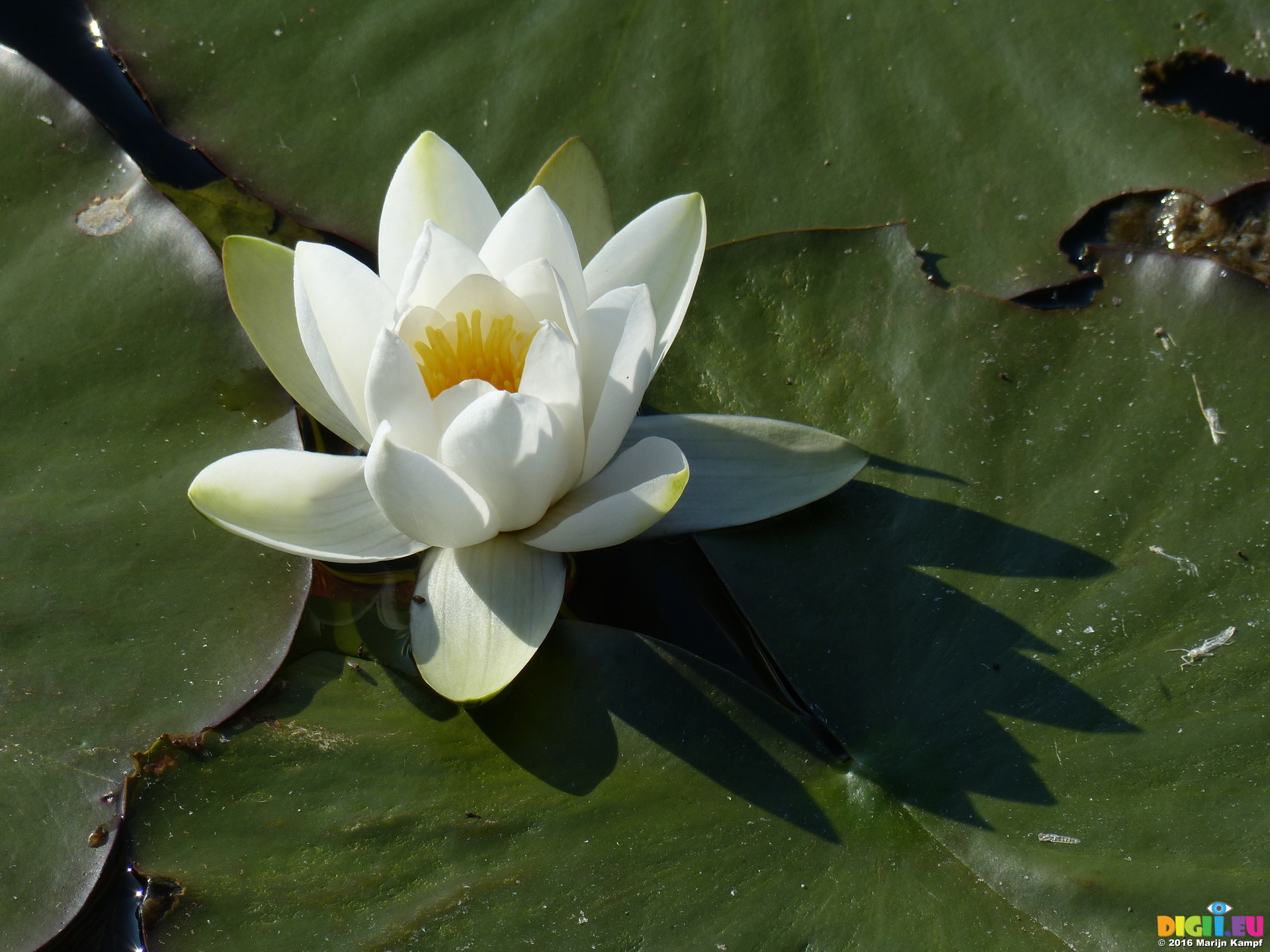 Picture FZ029360 White water-lilies (Nymphaea alba) at Bosherston lily ...