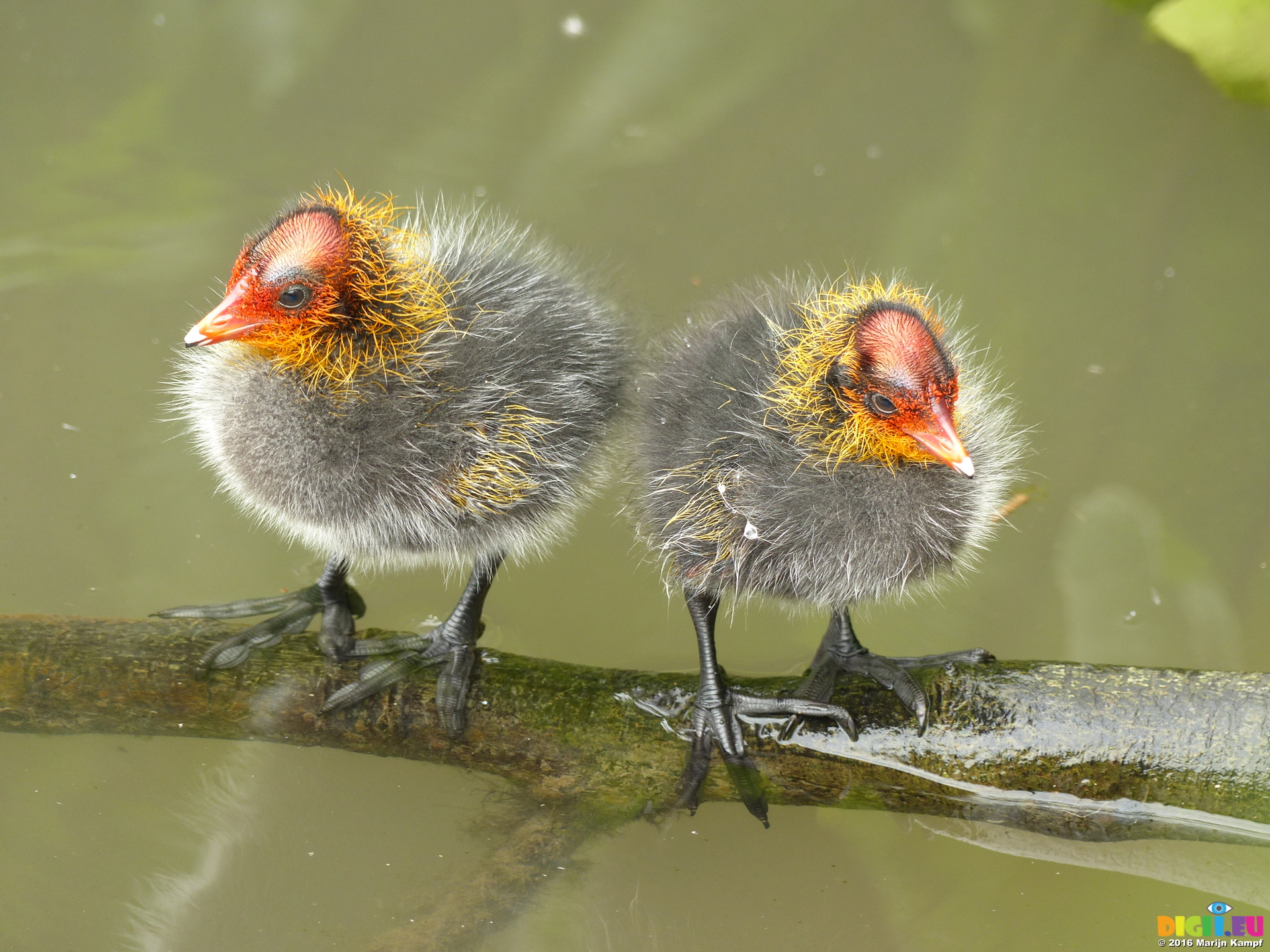 سجل حضورك بصورة طائر - صفحة 18 FZ030253%20Coot%20chicks%20standing%20on%20branch%20(Fulica%20atra)